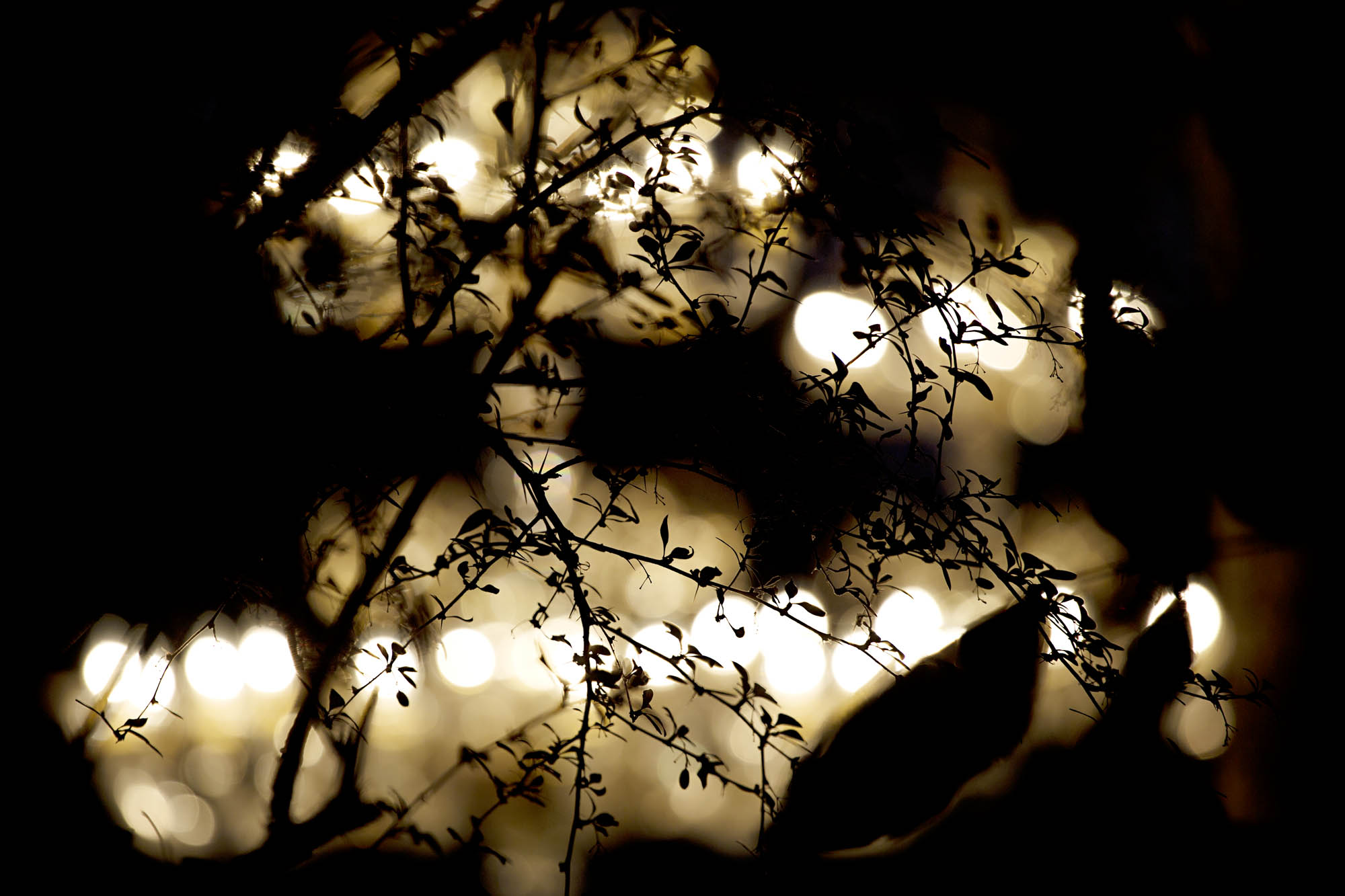 Foto COMMERCIAL Trebaseleghe Multiforme Lighting Multiforme Lighting